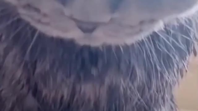 Really very dangerous scary cat