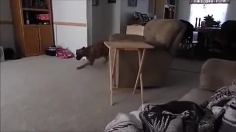 Funny Animals Videos 2022 😻😻