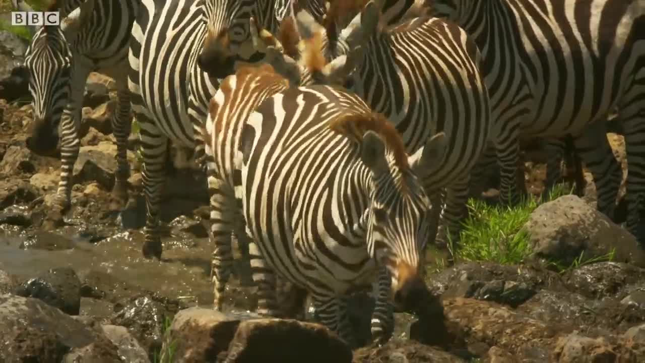 Shani the Zebra vs Crocodiles | Serengeti: Story Told by John Boyega | BBC Earth