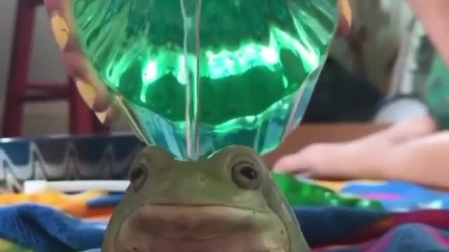 Frog Loves Water :)