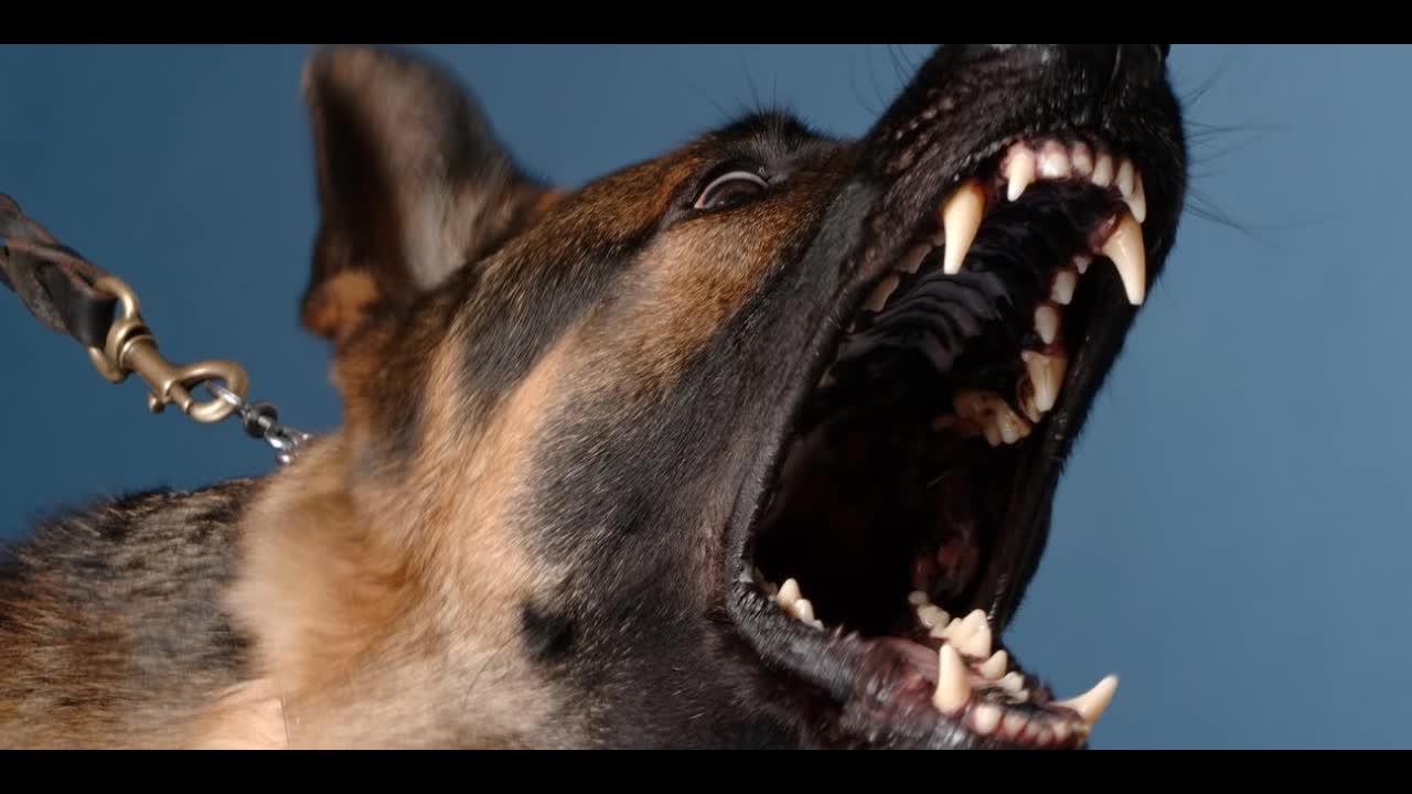 Angry DOG Bark & Growl (Sound Effects)