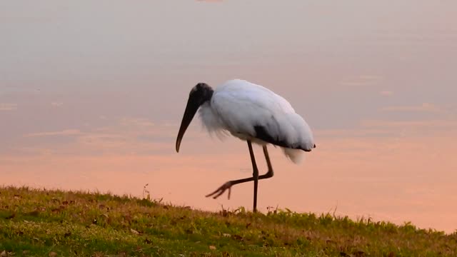 American Wood Stork