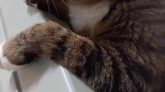 Korean Shorthair Cat Self Grooming