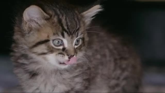 Adorable 8 Week Old Kitten - Siberian Cat