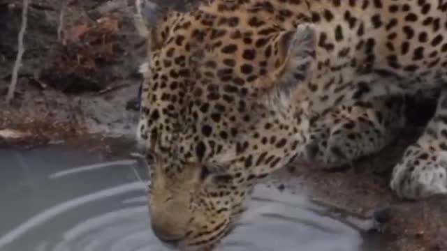 Leapord Drinking Water #Viral #Nature #Animals #Wildlife