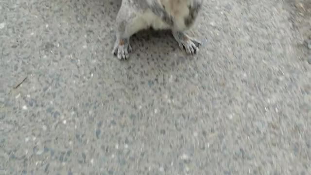 Cute Squirrel trynna play with Human
