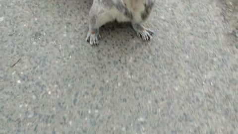 Cute Squirrel trynna play with Human