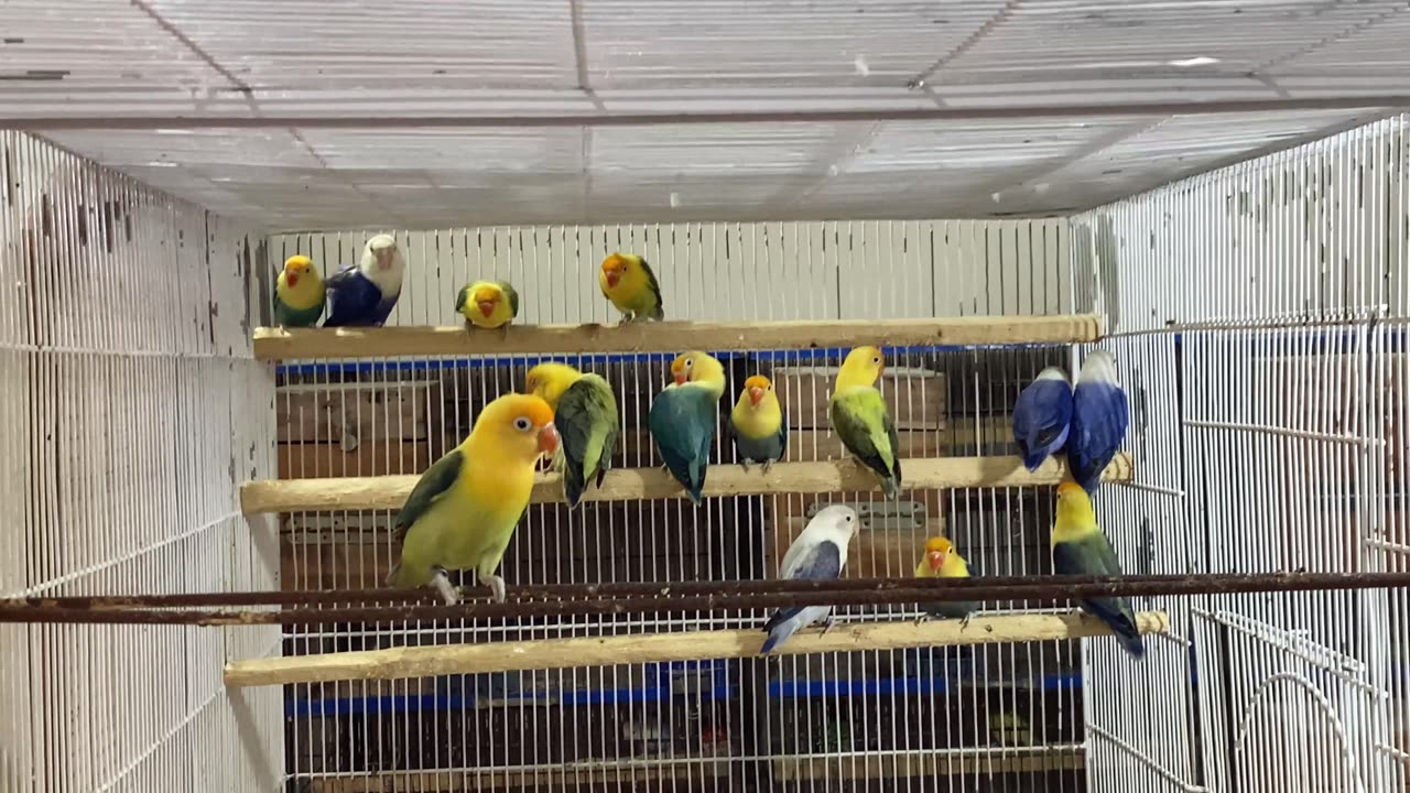 Lovebirds Mutation Breeding Setup: Beautiful Aviary Tour