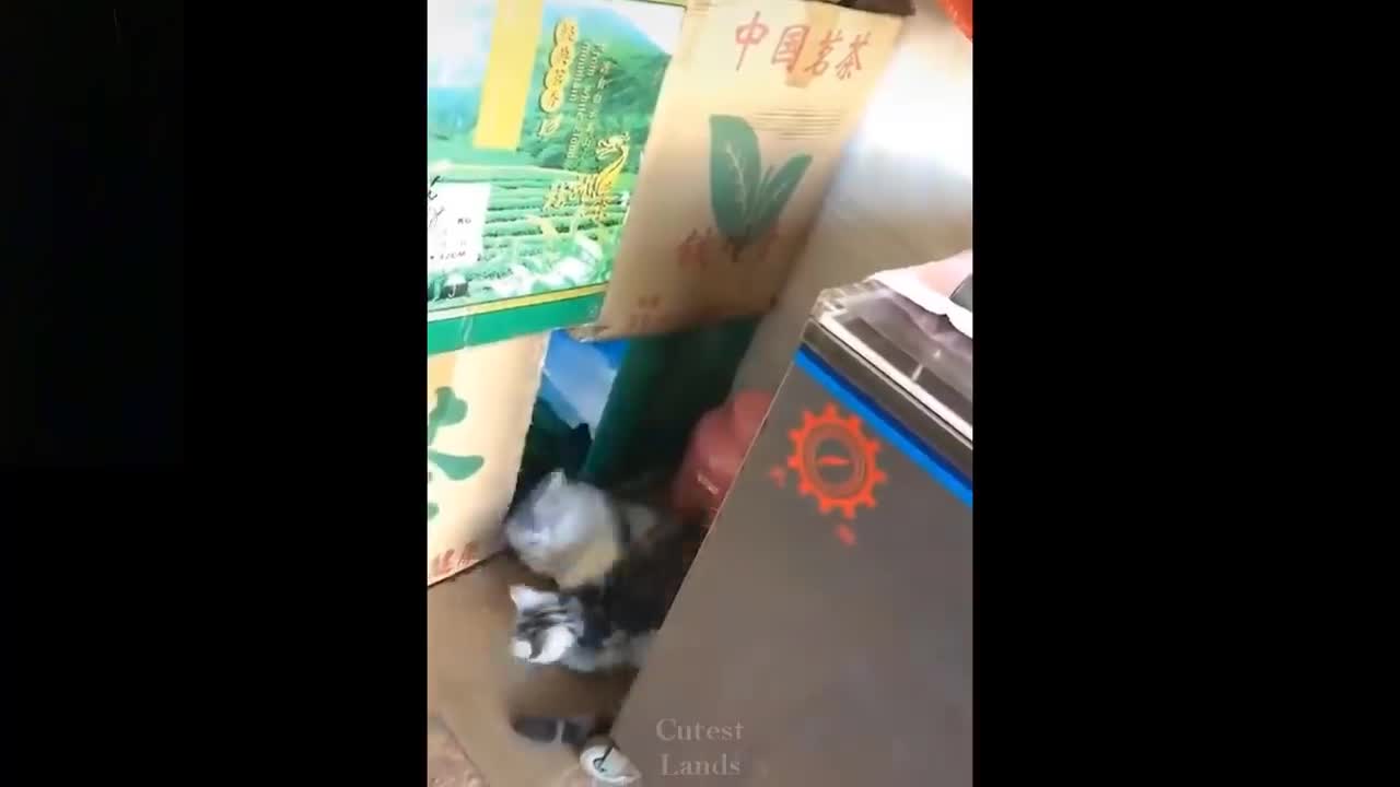 💗Adorable Pets And Funny Animals Compilation #04💗 Pets Garden