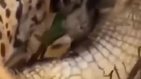 Jaguar VS Crocodile Animal Fights #short #animal #jaguar #nature