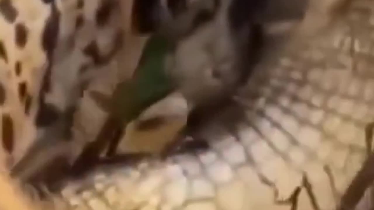 Jaguar VS Crocodile Animal Fights #short #animal #jaguar #nature