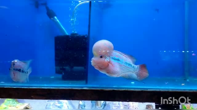 Fish videos