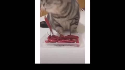 RED CHILLY EATING lover kitten.. 🌶🌶🌶🌶