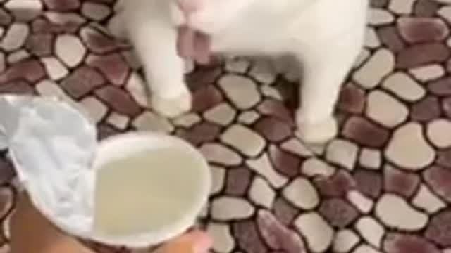 Funniest Animals 🐧 - Best Of The 2022 Funny Animal Videos 😁 - Cutest Animals Ever