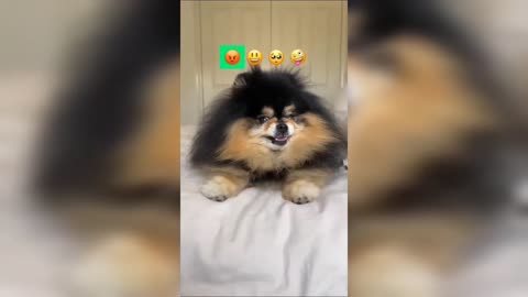 puppies video _ Cute puppy shorts video _ Dog Video _ #shorts #dogs