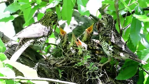 Bird Family...