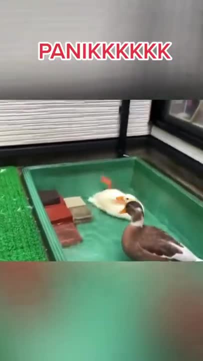 .Panik #shorts #duck