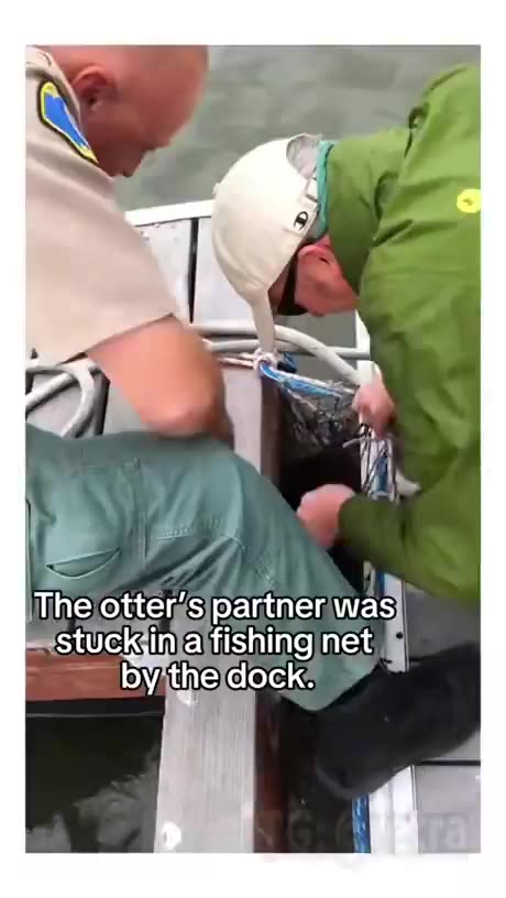 Male Sea Otter Seeks Help to Free Female from Nets