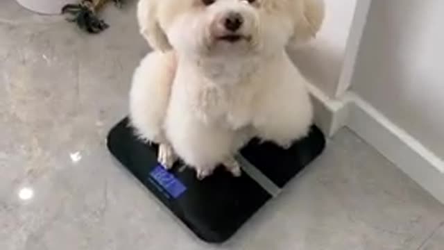 Best cute maltese dog compilation __ Cute Baby Dog-Chines-Tiktok Funny Videos