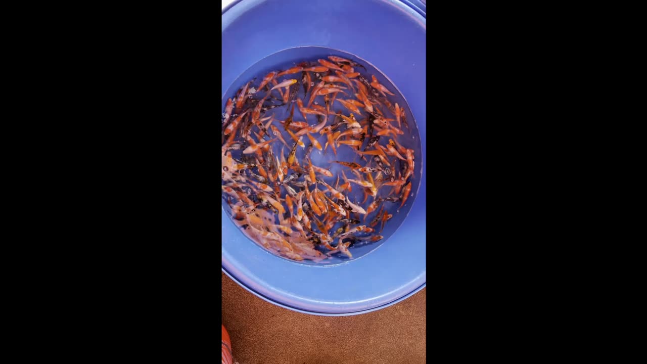 BÁN CÁ KOI FISH BÌNH DÂN & TRẢ LỜI KHÁCH HÀNG - FISH FOR SALE 02