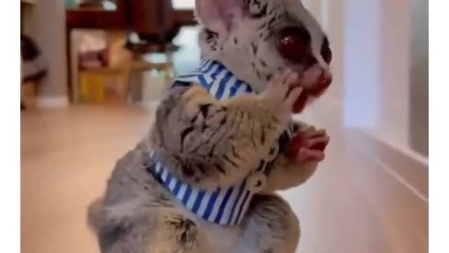 Best Funny Animals Playing With Their Owners