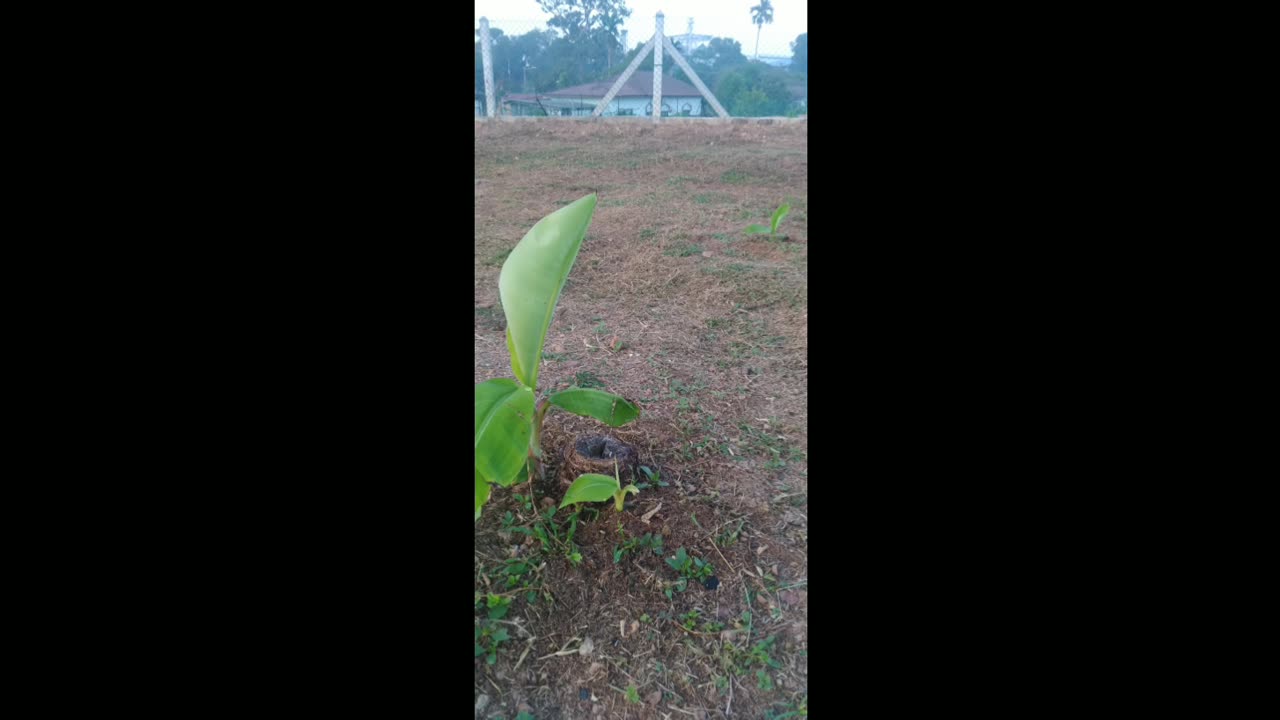 The Banana Trees