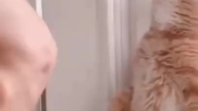 Funny pets Shorts