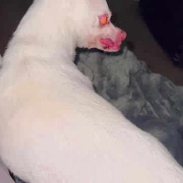 3 Pound Demon from the Underworld