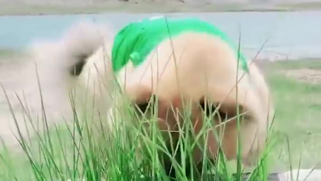 Dogs Funny Videos- Cute Dog Video - Mini Pomeranian Funny Dogs