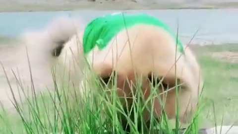 Dogs Funny Videos- Cute Dog Video - Mini Pomeranian Funny Dogs