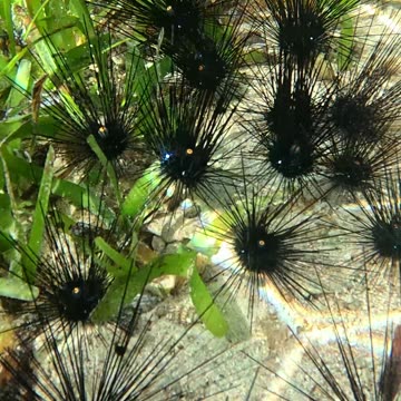 Sea Urchins, a delicious but dangerous treat awaits just below the surface
