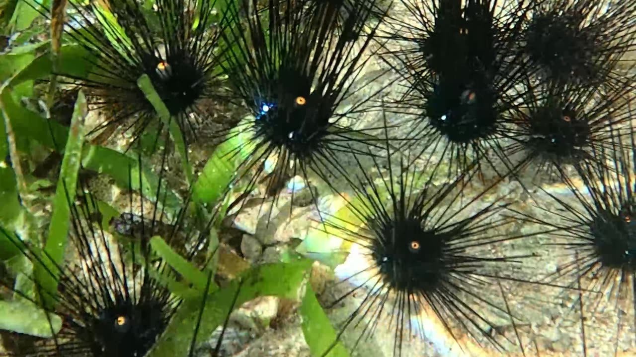 Sea Urchins, a delicious but dangerous treat awaits just below the surface