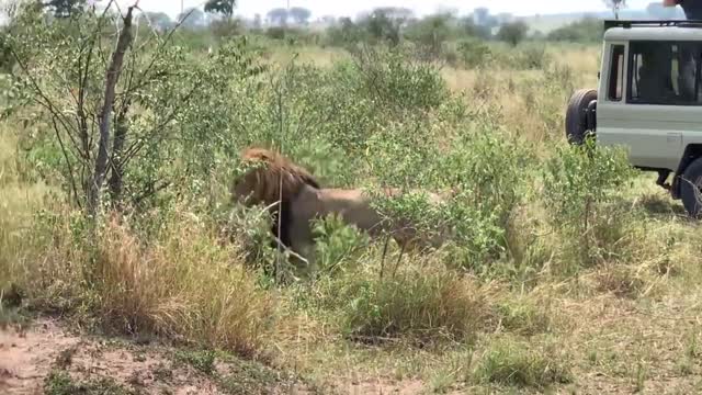 Lion hunting video | lions in action | lions wild beast