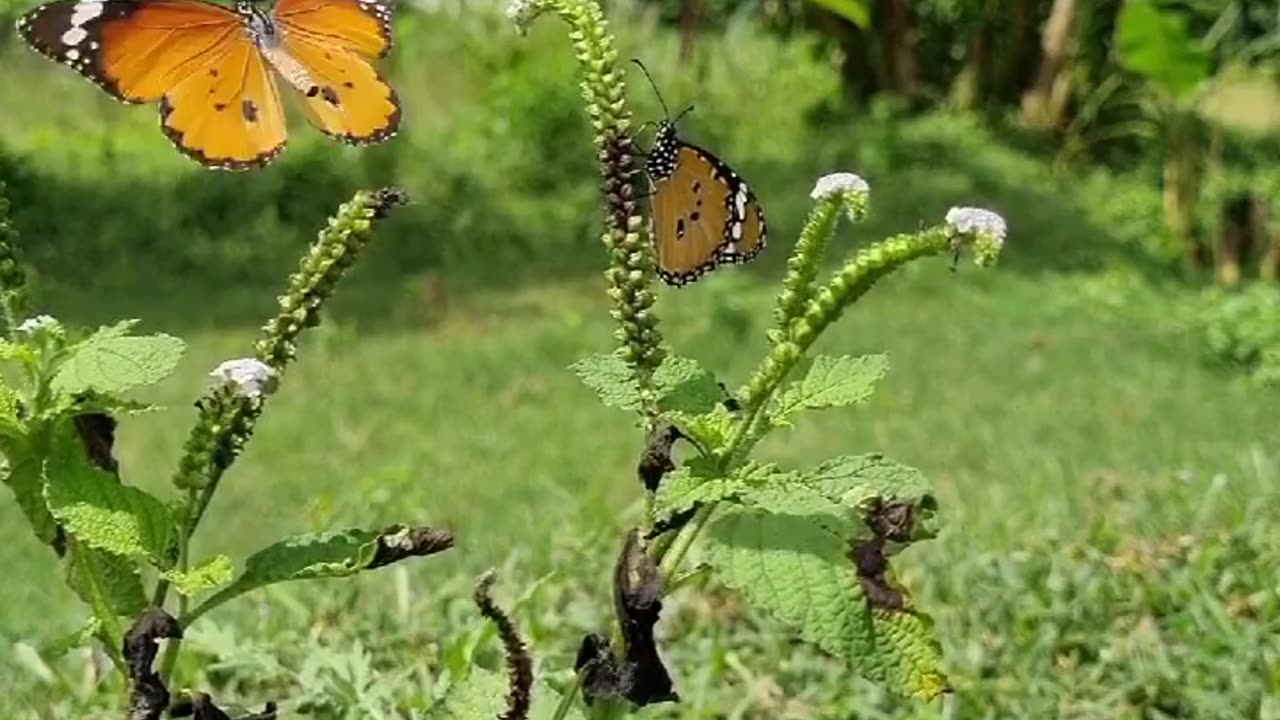 Wildlife in closer view with a natural perspective.