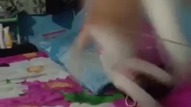 Funny Cat || Funny Cat enjoying with owner #funnyanimals