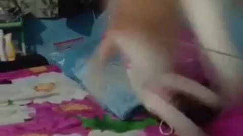 Funny Cat || Funny Cat enjoying with owner #funnyanimals