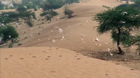 The Planet Earth Collection: Part 2 | BBC Earth