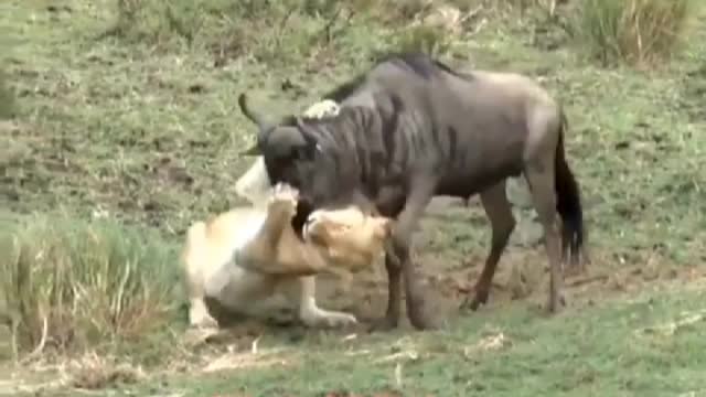 A lion captured a wildebeest, accident happened next second
