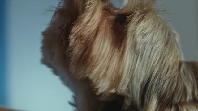 A Close up of a Dog Getting a Haircut