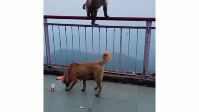 Amazing Funny😁 Video🐕 With Monkey🐵🐒 part- 1 2022