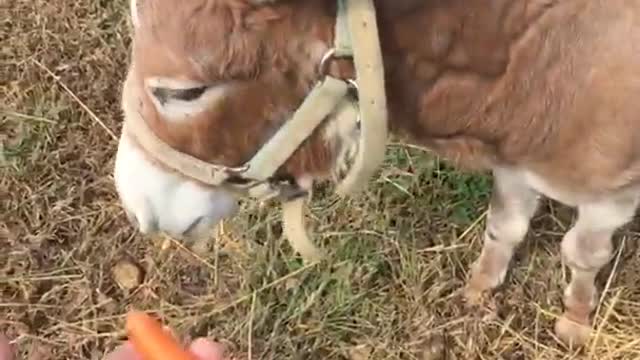 Brown mini horse eating carrot from persons hand