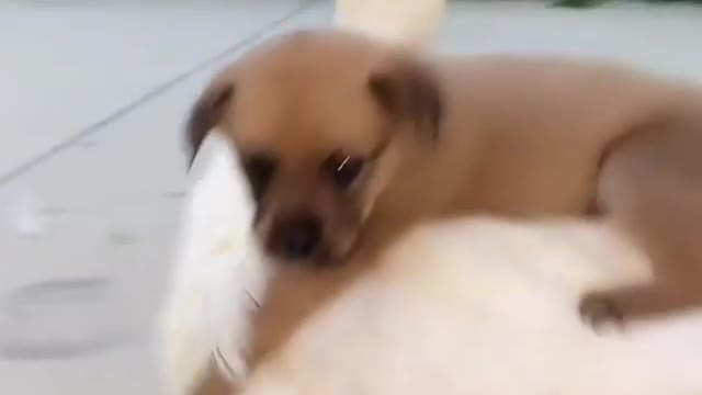 Puppy and Duck Funny Video