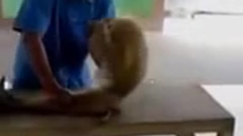 funny monkey doing workout