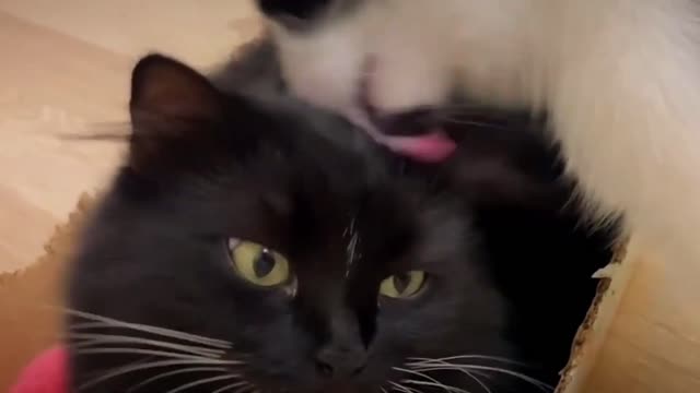 Mom Finds The Cats In The New Baby's Crib