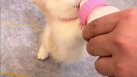 Cute & Funny Cat--The baby milk cat is so cute