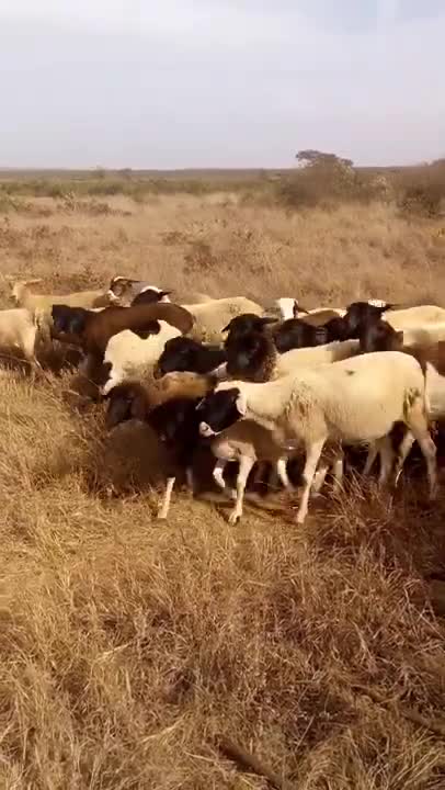 Flock Of Sheep