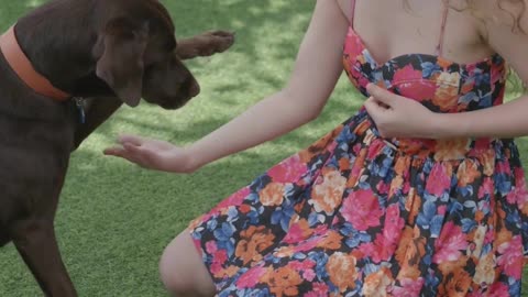 DO YOU WANT TO TRAIN YOUR DOG JUST 10 DAYS? LINK IN BIO?