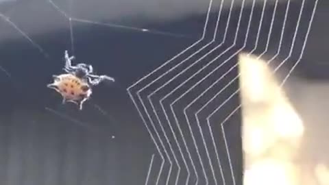 A Spiny Orb-Weaver Spider Carefully Building Her Web