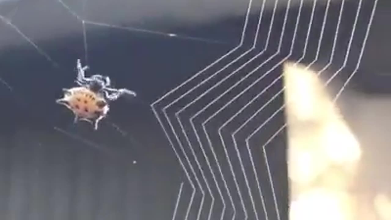 A Spiny Orb-Weaver Spider Carefully Building Her Web