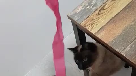 Cats love the ribbon